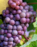 Pinot Noir Druvor Pinot Noir Druvor